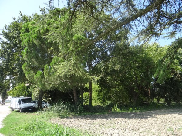 Villa Unifamiliare - Indipendente FERRARA vendita  S. Bartolomeo in bosco  SAN MARTINO IMMOBILIARE